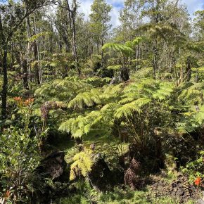 Beautiful forest of Ohias and Hapu'u tree ferns