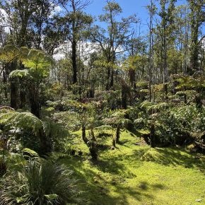 Native Hawaiian rainforest with Hapu'u tree ferns